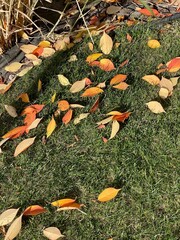autumn leaves on the ground