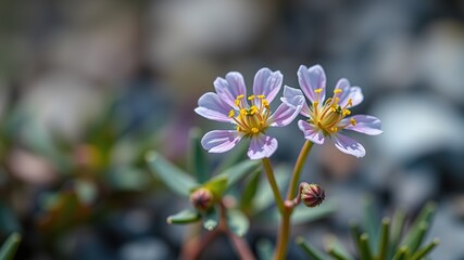 Obraz premium Ivesia longibracteata: A Delicate Alpine Wildflower
