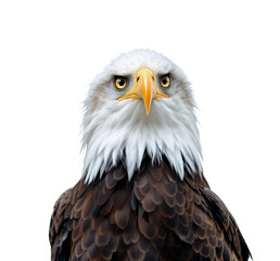 Majestic Bald Eagle with Piercing Eyes and Regal Plumage, Isolated on Transparent and White Background