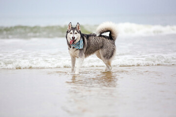 Happy black and white Siberian Husky dog swimming in water at the beach on a cloudy day looking at camera tongue hanging out