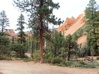 Pine Trees and Hoodoos in Bryce Canyon’s Desert Landscape