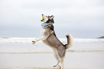 Black and white Siberian Husky dog playing fetch in water catching the ball in mouth at the beach on a cloudy day