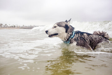 Black and white Siberian Husky dog swimming in water at the beach on a cloudy day