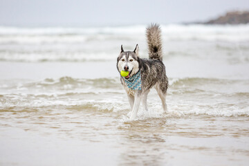 Black and white Siberian Husky dog playing fetch in water with a ball at the beach on a cloudy day