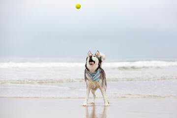 Black and white Siberian Husky dog playing fetch in water with a ball at the beach on a cloudy day