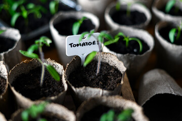 Seedlings of tomatoes in peat cups, waiting for transplanting. Organic home gardening concept