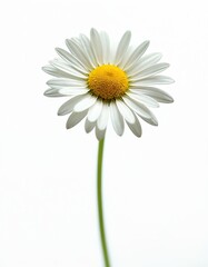 Elegant chamomile flower isolated on white background with full depth of field. Daisy with yellow middle, white petals. Herbal medicine ingredient, tea ingredient, spring flower, summer blooming