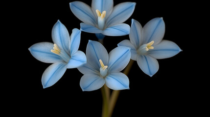 A close-up of a single scilla bloom, capturing its soft petals and vibrant blue hue in sharp detail