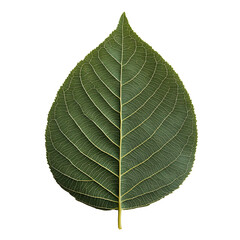 Obraz premium Green leaf with detailed veins, showcasing nature's intricate design isolated against a white background.