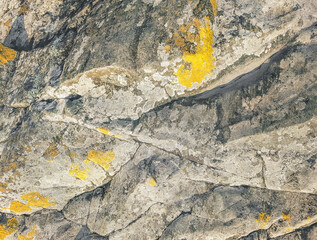 texture of a cracked stone covered with yellow moss, lichen