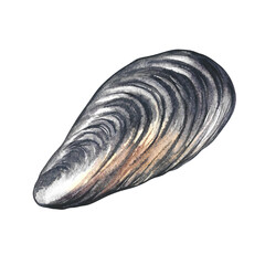 Fresh mussels in a closed shell. A hand-drawn watercolor illustration. Color image of seafood. Separate from the background. Perfect for menus, recipe books, packages, labels, invitations, and more.
