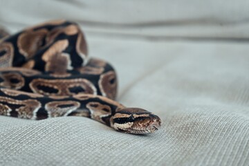 Close-Up of Ball Python on Fabric Surface