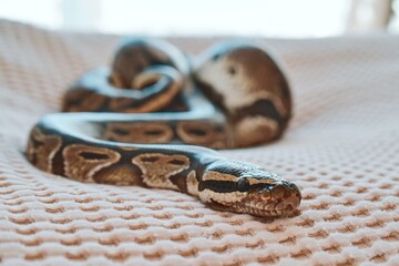 Ball Python Lying on Textured Surface