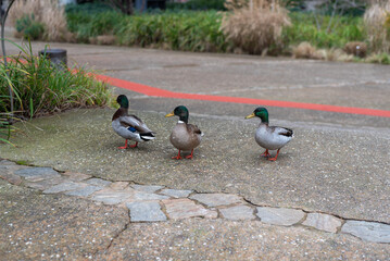 Three ducks walking on a path in a park