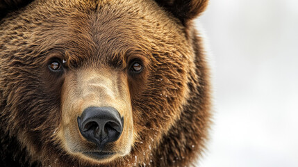 Fototapeta premium Hyper-realistic close-up portrait of a majestic brown bear with deep, intense eyes