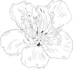 Hibiscus Syriacus flower outline vector illustration. Hand drawn sketch of blooming floral plant. Botanical line art. Great for wedding decor, cards and invitations 