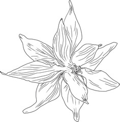 European columbine flower outline vector illustration. Hand drawn sketch of blooming floral plant. Botanical line art. Great for wedding decor, cards and invitations 