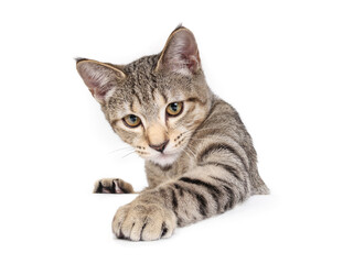 Curious cat reaching with one paw while sitting behind table. Mischievous kitty cat grabbing or pawing with stretched out paw. 6 months old, female tabby cat, short hair. Selective focus.