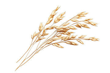 wheat ears isolated on white