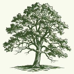 Obraz premium vector illustration of a palm tree