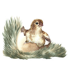 A hatched chicken. A hand-drawn watercolor illustration. Highlight it. For making greeting cards and invitations for Easter. For packaging and labels. For banners and posters.