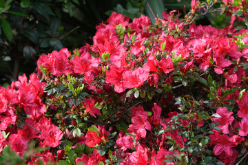 Azalea in bloom