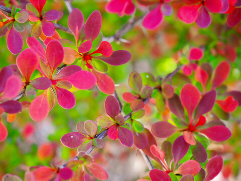 deep red and violet foliage in a garden 