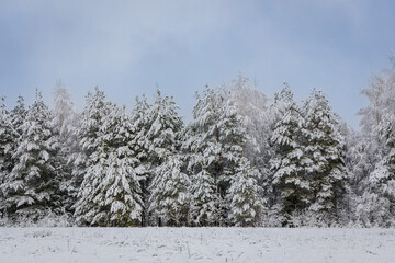 atmospheric view of snow-covered fir trees in a light frosty haze