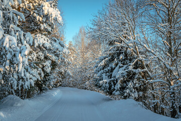 The road passes through the forest. Tree branches with large snow caps hang over the edges.