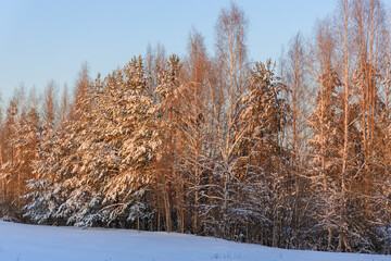 The snow-covered trees are illuminated by the rays of the evening sun. Background for winter design.