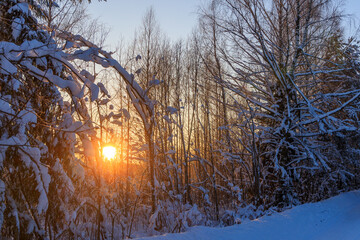 The setting sun, whose rays shine through the snow-covered branches of trees.