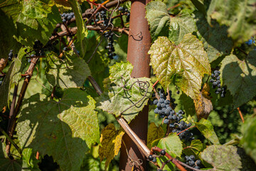Grapevine with clusters of dark grapes growing around a rusty metal pole, surrounded by large leaves.