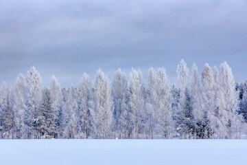 trees covered with frost and snow