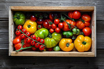 Different sizes, colors and varieties ripe tomatoes in a wooden box close up. Mix of multicolored...