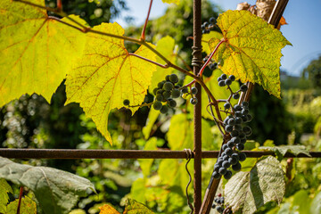 Bunches of small black grapes growing on a vine with bright green and yellow leaves in sunlight.