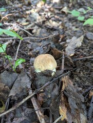 The Boletus reticulatus mushroom reluctantly shows itself in the summer forest
