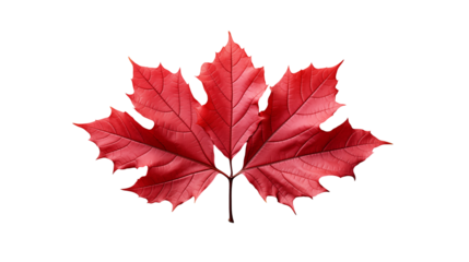 Vibrant Red Maple Leaf Autumn Beauty, Isolated on White Background for Nature Themes, isolated on transparent background.