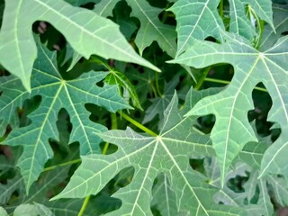 green leaves background