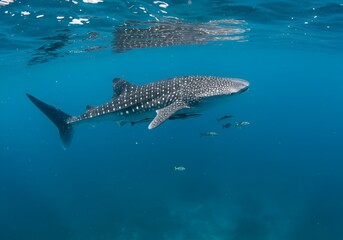 Naklejka premium A majestic whale shark swims gracefully in Indonesia’s clear blue sea, its huge spotted body drifting calmly. Sunlight filters through the water as small fish swim beside the gentle giant