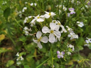 Raphanus sativus radish beautiful white flower
