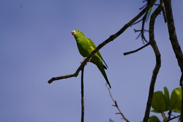 The cobalt-rumped parrotlet (Forpus xanthopterygius) or blue-winged parrotlet is a species of parrot in the family Psittacidae. Fortaleza Ceará, Brasilien.