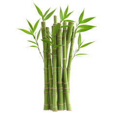 Fototapeta premium bamboo isolated on white