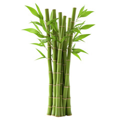 bamboo isolated on white background