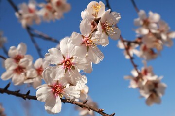 background, panorama, fresh, nature, blue, orchard, nature landscape, blossoming, march, april, flowering tree, natural, almond flower, almond blossom, botany, springtime, outdoor, landscape, fragrant