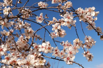 background, panorama, fresh, nature, blue, orchard, nature landscape, blossoming, march, april, flowering tree, natural, almond flower, almond blossom, botany, springtime, outdoor, landscape, fragrant