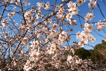 background, panorama, fresh, nature, blue, orchard, nature landscape, blossoming, march, april, flowering tree, natural, almond flower, almond blossom, botany, springtime, outdoor, landscape, fragrant