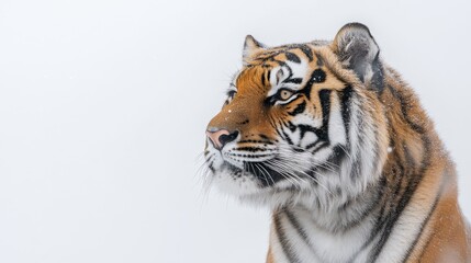 Fototapeta premium A powerful tiger in side profile, isolated on white, displaying its majestic features