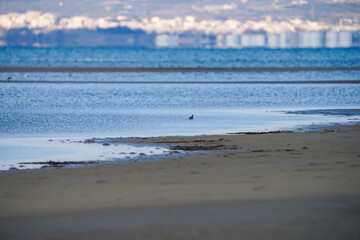 Coastal Landscape with Distant City View. A peaceful coastal landscape featuring a sandy shoreline, shallow blue waters, and a distant cityscape in the background, creating a contrast between nature