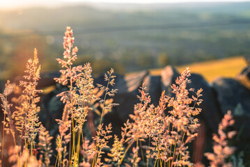 Sunlit Wildflowers and Grass with a Blurred Countryside View