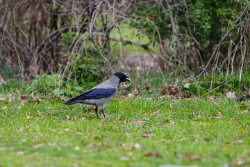 Hooded Crow Foraging on Grass. A hooded crow with black and grey feathers searching for food on a grassy field, surrounded by natural vegetation in a woodland setting.